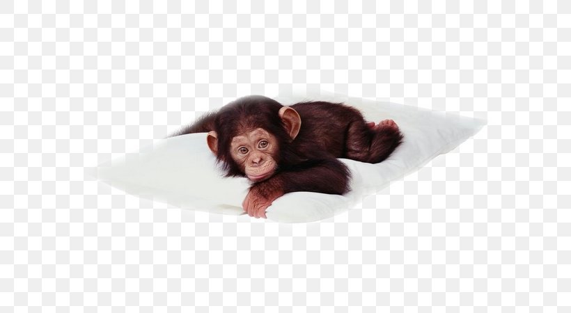 Chimpanzee Desktop Wallpaper Primate Monkey, PNG, 600x450px, Chimpanzee, Animaatio, Animal, Animation, Common Chimpanzee Download Free
