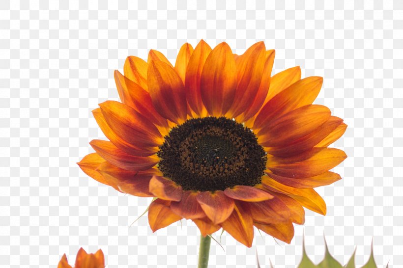 Common Sunflower Transvaal Daisy Orange Sunflower Seed, PNG, 1200x800px, Common Sunflower, Color, Daisy Family, Flower, Flowering Plant Download Free