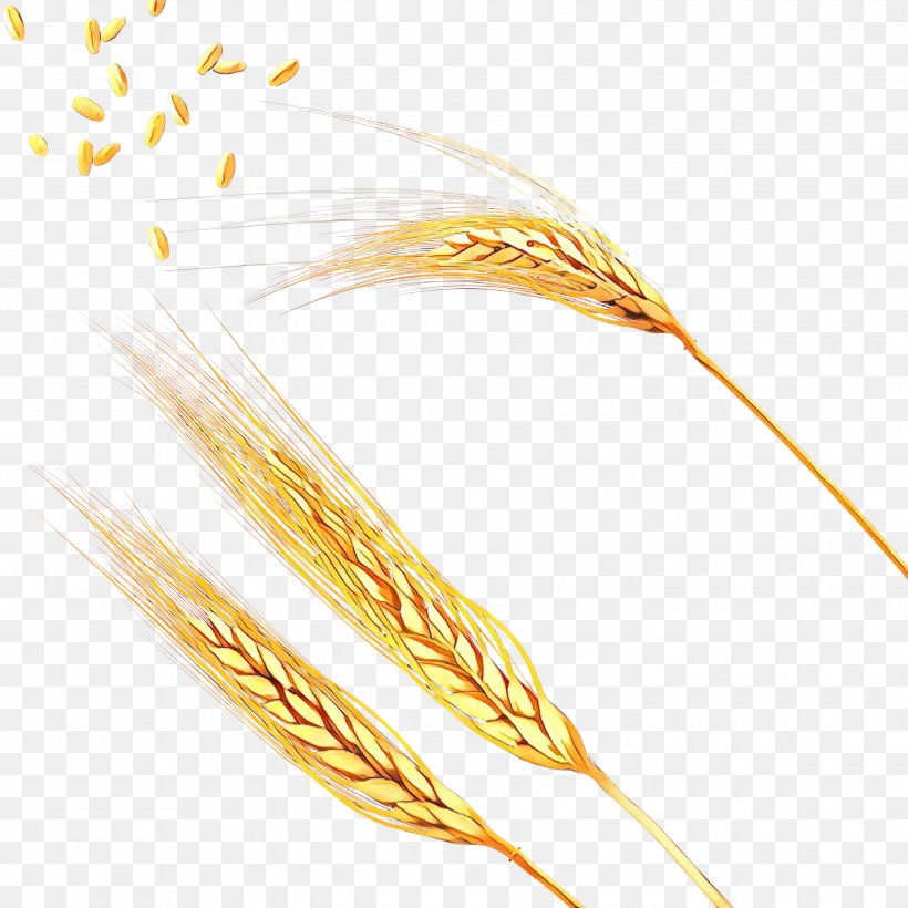 Ear Spikelet Grain Emmer, PNG, 3000x3000px, Ear, Barley, Caryopsis, Cereal, Einkorn Wheat Download Free
