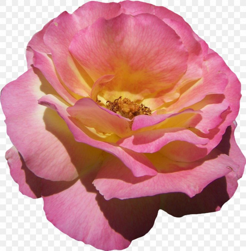 Floribunda Cabbage Rose Garden Roses French Rose China Rose, PNG, 885x902px, Floribunda, Basket, Cabbage Rose, China Rose, Floral Design Download Free