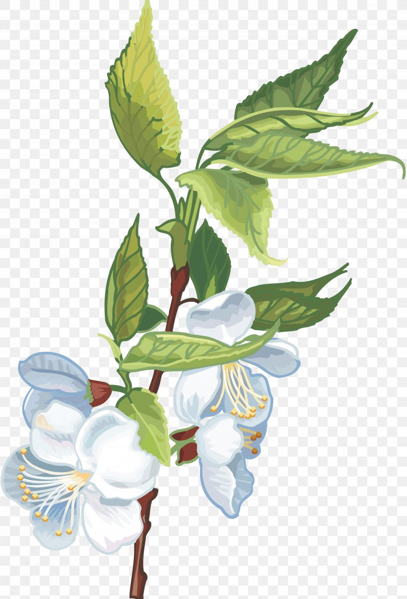 Flower Plant Cerasus Clip Art, PNG, 3460x5095px, Flower, Apples, Blossom, Branch, Cerasus Download Free