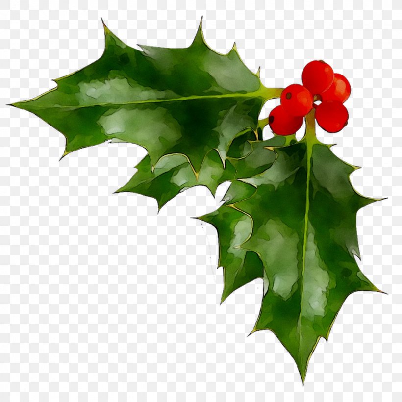 Stock Photography Clip Art Christmas Day Image Common Holly, PNG, 1125x1125px, Stock Photography, American Holly, Black Maple, Chinese Hawthorn, Christmas Day Download Free