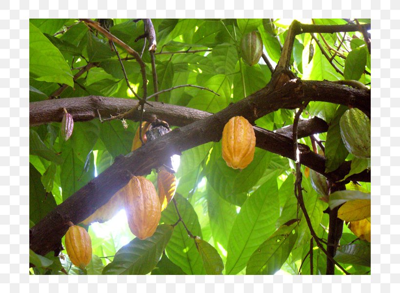 Fruit Tree, PNG, 800x600px, Fruit Tree, Branch, Flora, Fruit, Plant Download Free