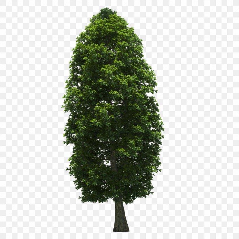 Oak Scots Pine Tree Solitaire Evergreen, PNG, 1024x1024px, Oak, Box, Evergreen, Garden, Grass Download Free