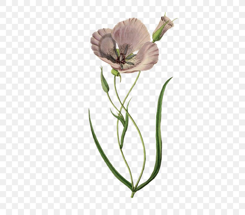 Splendid Mariposa Lily Clip Art Image Poppy Openclipart, PNG, 433x720px, Poppy, Calochortus, Common Poppy, Cut Flowers, Flower Download Free