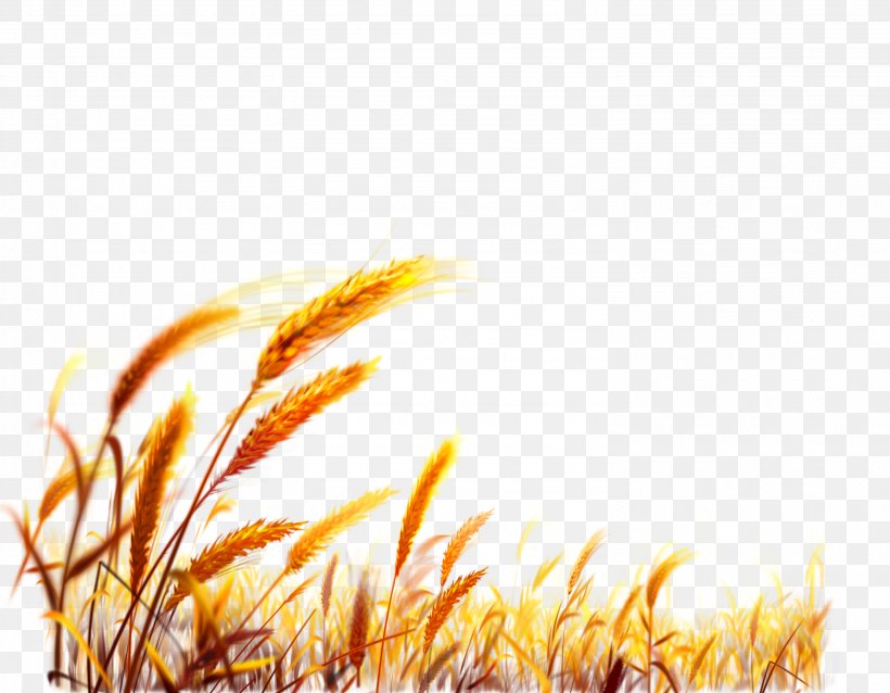 Wheat Desktop Wallpaper Harvest, PNG, 2981x2322px, Wheat, Cereal, Close Up, Commodity, Display Resolution Download Free
