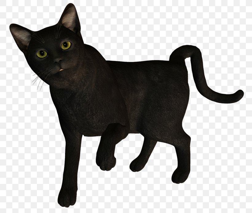 Korat Black Cat German Rex Domestic Short-haired Cat Blog, PNG, 800x695px, Korat, Asian, Black, Black Cat, Blog Download Free