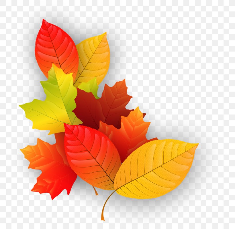 Maple Leaf Autumn Clip Art, PNG, 751x800px, Maple Leaf, Autumn, Autumn Leaf Color, Element, Flower Download Free