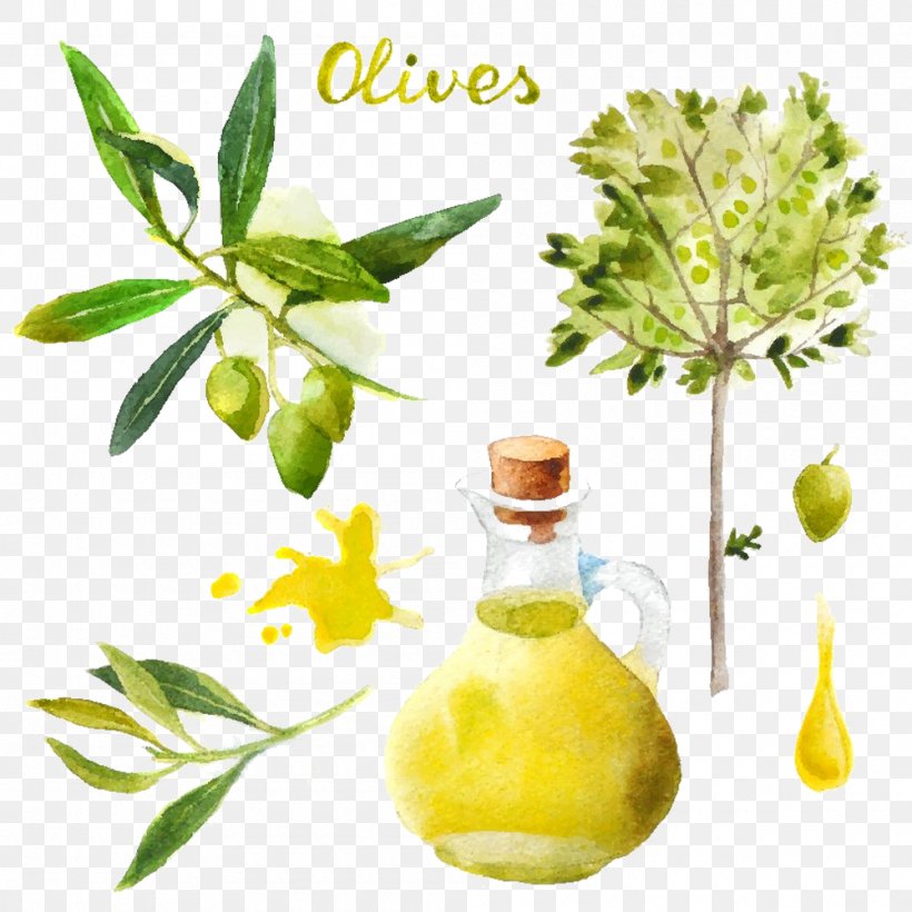 Olive Oil Olive Oil Watercolor Painting, PNG, 1000x1000px, Olive, Branch, Citrus, Drawing, Flower Download Free
