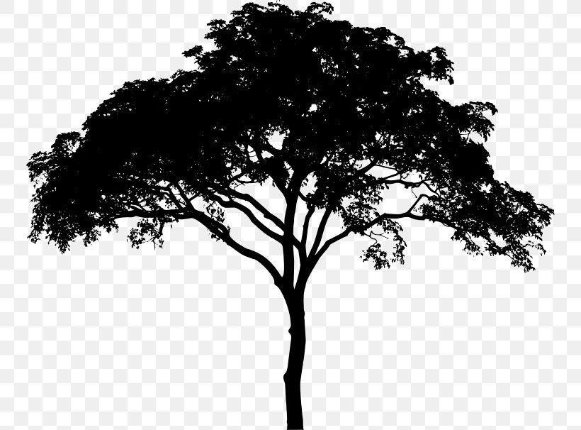 Tree Woody Plant Black And White Monochrome Photography Branch, PNG, 746x606px, Tree, Black, Black And White, Branch, Leaf Download Free