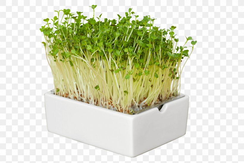 Trendy Food Herb Superfood Microgreen, PNG, 1500x1000px, Herb, Cannes, Commodity, Fennel, Flowerpot Download Free