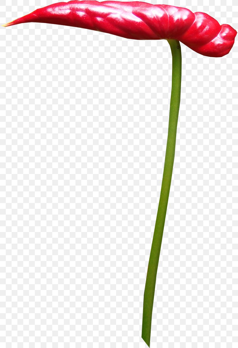 Tulip Petal Flowering Plant Leaf Plant Stem, PNG, 816x1200px, Tulip, Bud, Cut Flowers, Flower, Flowering Plant Download Free