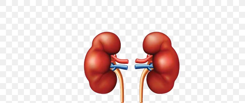 Chronic Kidney Disease Detoxification Liver Kidney Failure, PNG, 741x347px, Watercolor, Cartoon, Flower, Frame, Heart Download Free