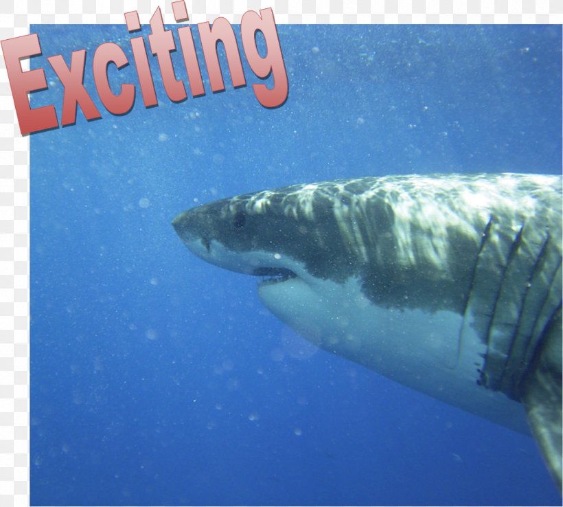 Great White Shark Scuba Diving Underwater Diving Tiger Shark, PNG, 1004x904px, Great White Shark, Biology, Cartilaginous Fish, Fauna, Fin Download Free