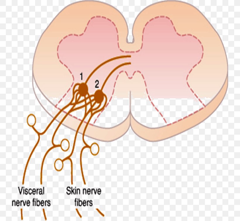 Referred Pain Periaqueductal Gray Ache Stimulus Midbrain, PNG, 740x755px, Watercolor, Cartoon, Flower, Frame, Heart Download Free