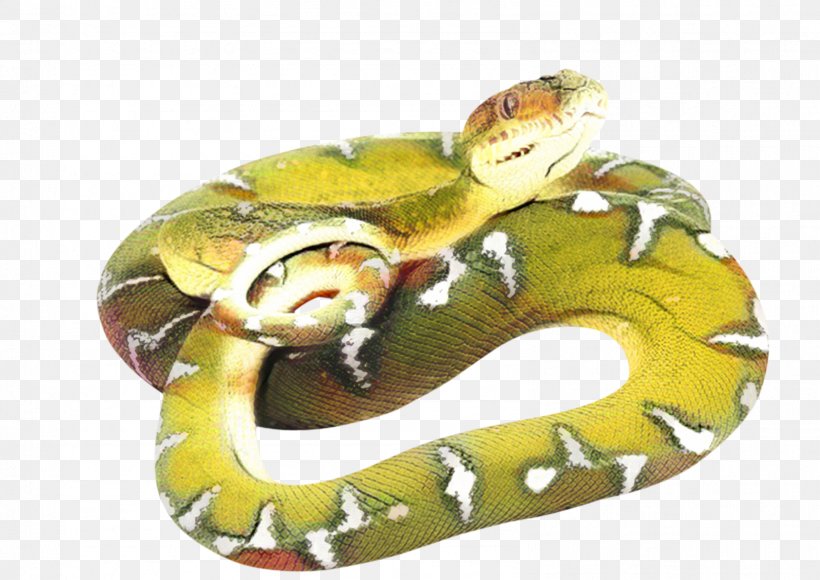 Snake Cartoon, PNG, 1593x1128px, Snakes, Anaconda, Animal, Boa, Boa Constrictor Download Free