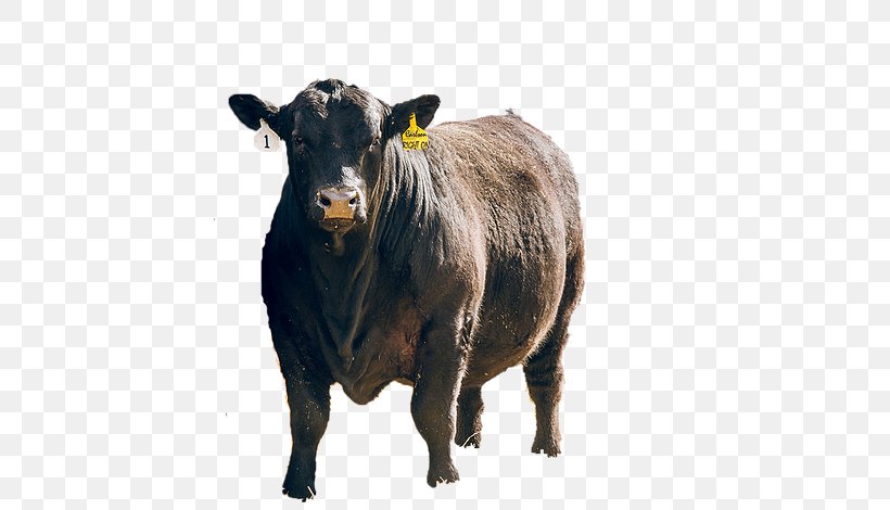 Angus Cattle Ox Comedy @ The Carlson Sales Animal, PNG, 539x470px, Angus Cattle, Animal, Bull, Cattle, Cattle Like Mammal Download Free