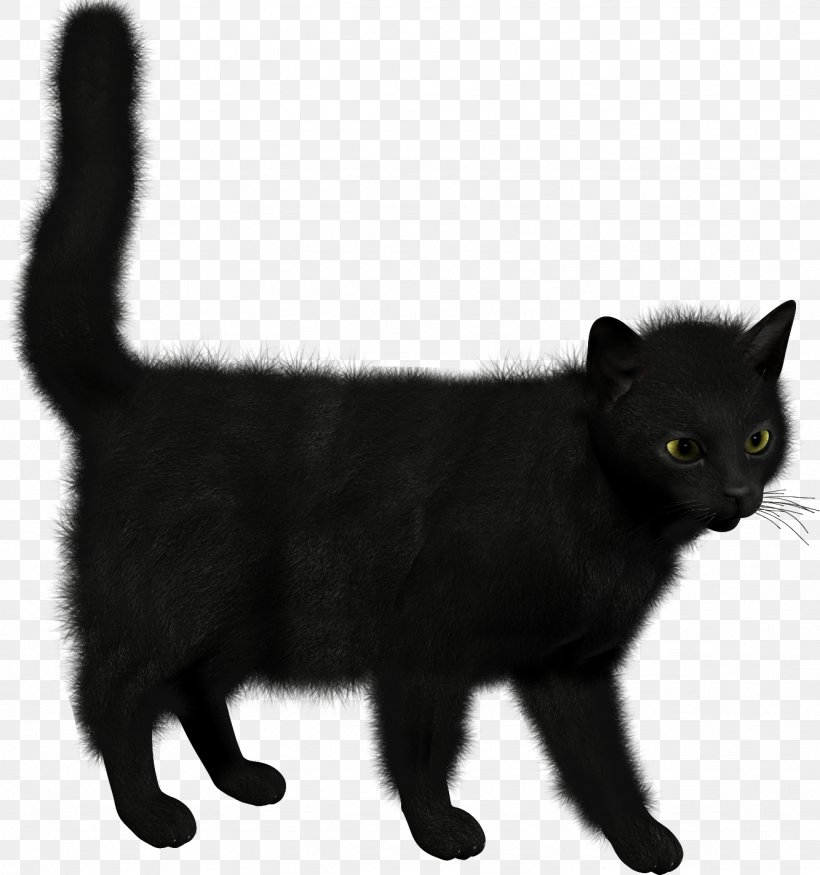 Bombay Cat Kitten, PNG, 1333x1424px, Bombay Cat, American Wirehair, Asian, Asian Semi Longhair, Bicolor Cat Download Free