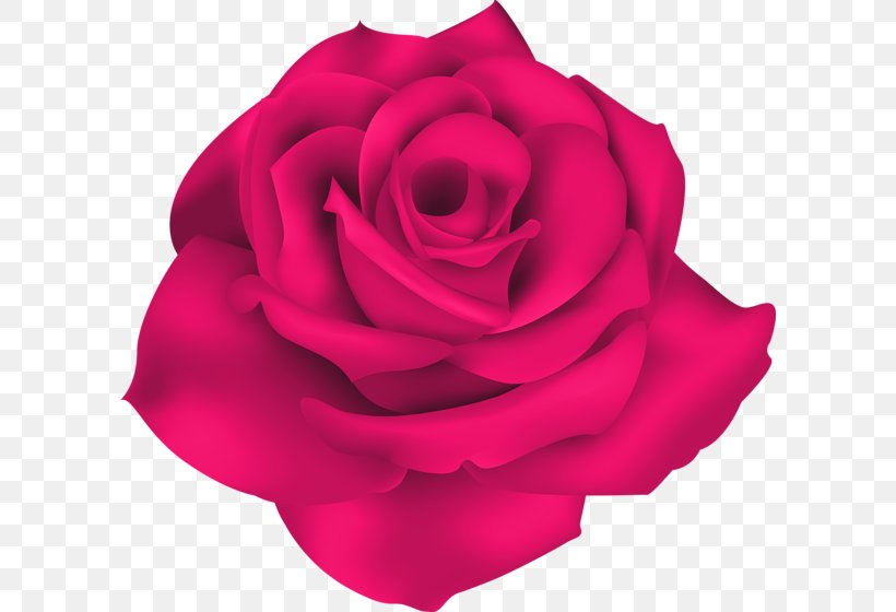 Garden Roses Cabbage Rose Desktop Wallpaper Clip Art, PNG, 600x560px, Garden Roses, Blue Rose, Cabbage Rose, China Rose, Close Up Download Free
