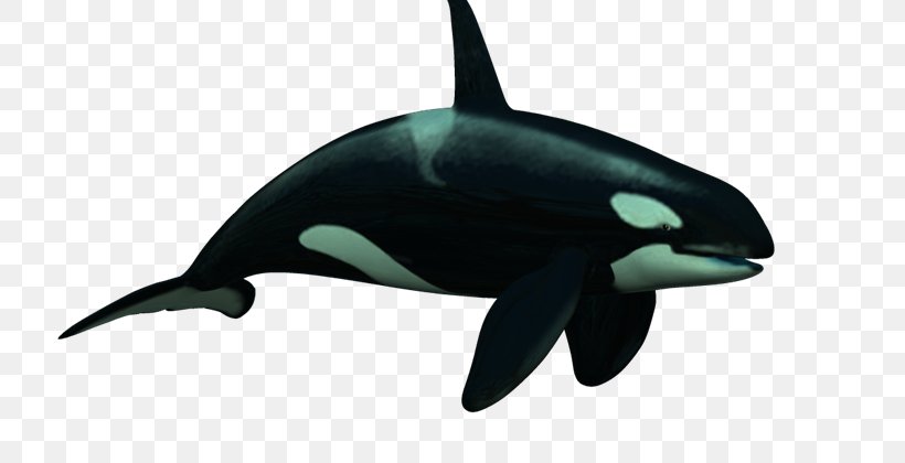 Killer Whale Rough-toothed Dolphin Common Bottlenose Dolphin Short-beaked Common Dolphin Tucuxi, PNG, 800x420px, Killer Whale, Animal, Animal Figure, Bottlenose Dolphin, Cetacea Download Free