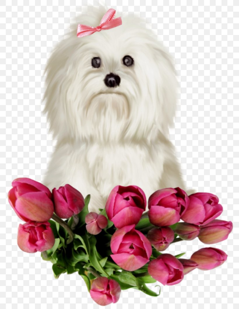 Maltese Dog Havanese Dog Puppy Bolognese Dog Yorkshire Terrier, PNG, 800x1059px, Maltese Dog, Bichon, Bolognese Dog, Carnivoran, Companion Dog Download Free