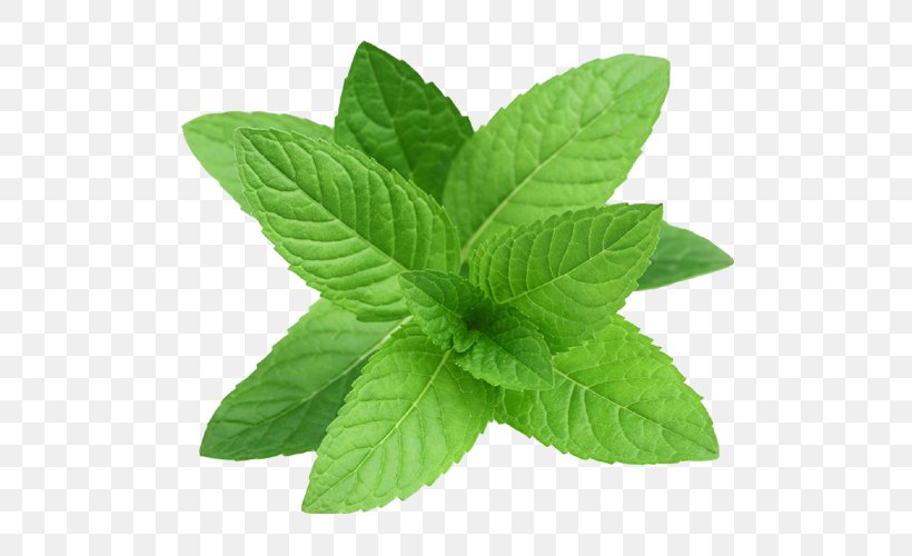 Peppermint Essential Oil Herb Mint Leaf, PNG, 500x500px, Peppermint, Aloe Vera, Aloes, Beard Oil, Essential Oil Download Free
