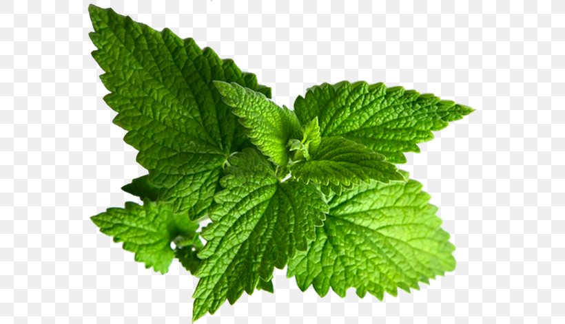 Peppermint Essential Oil Spearmint Lekarnar.com Spletna Lekarna, PNG, 565x471px, Peppermint, Capsule, Cosmetics, Essential Oil, Hair Download Free