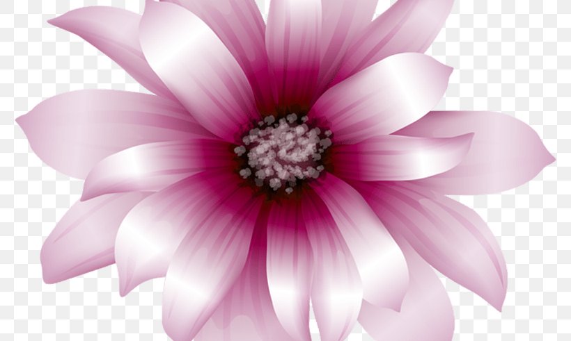Pink Flowers Clip Art, PNG, 800x491px, Pink Flowers, Annual Plant, Blog, Blossom, Close Up Download Free