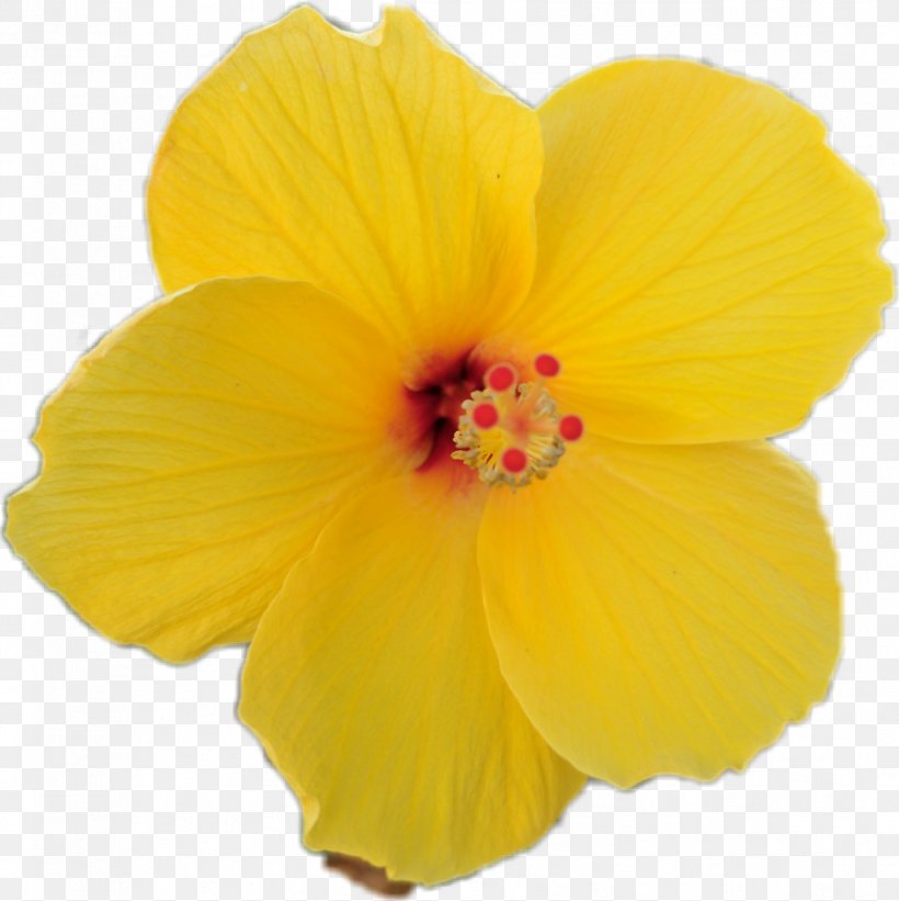 Rosemallows Pink Flowers Yellow Hawaiian Hibiscus, PNG, 1778x1782px, Rosemallows, Annual Plant, Beach, California, Flower Download Free