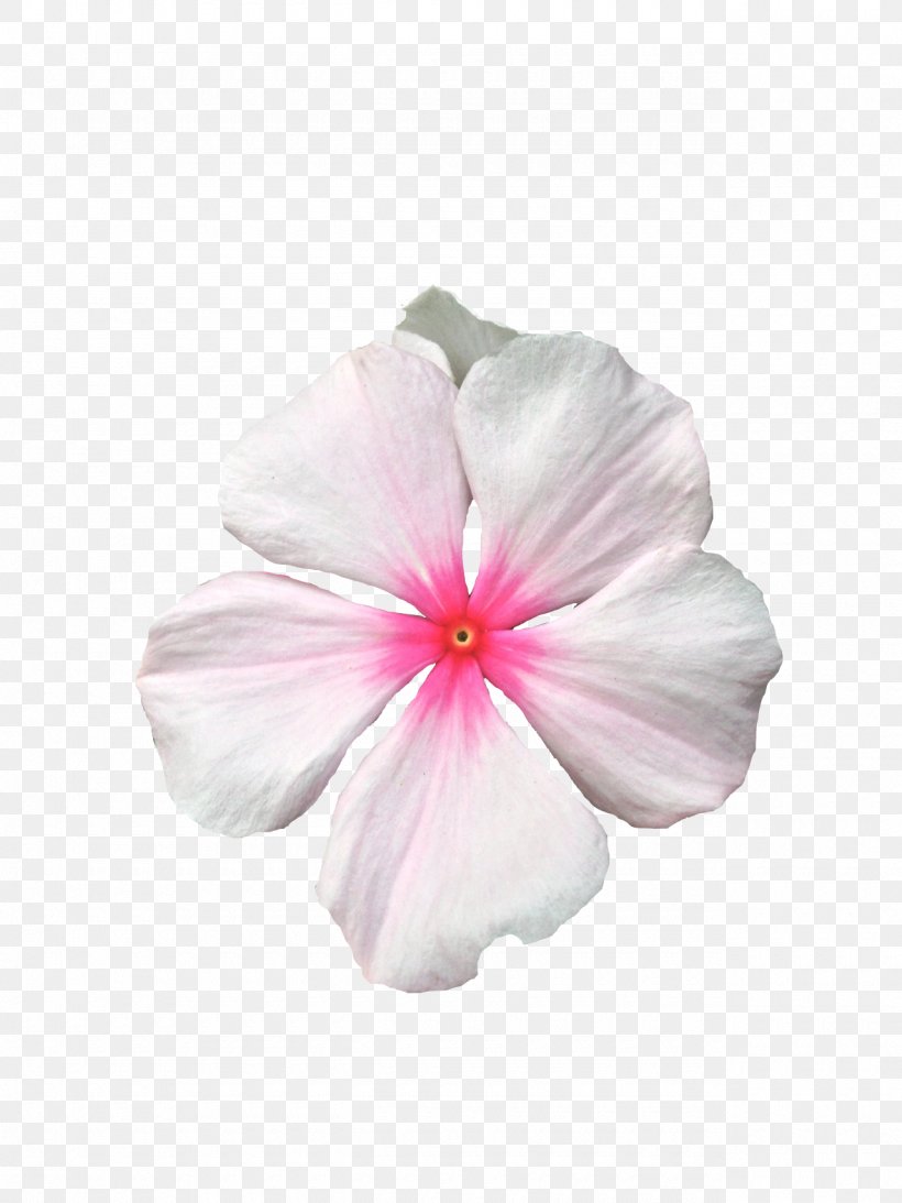Rosemallows, PNG, 1280x1707px, Rosemallows, Flower, Flowering Plant, Geranium, Hibiscus Download Free