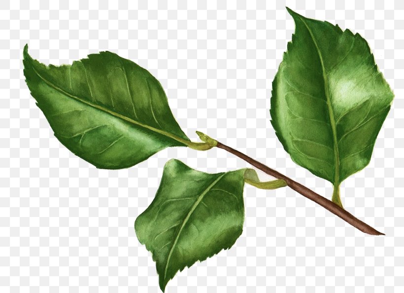 Twig Plant Stem Leaf Aquifoliaceae, PNG, 800x594px, Twig, Aquifoliaceae, Branch, Leaf, Plant Download Free