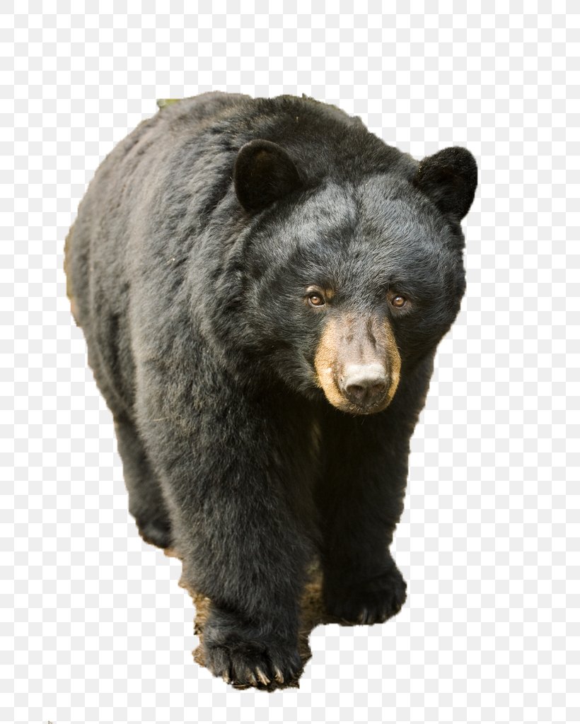 American Black Bear Brown Bear Asian Black Bear Grizzly Bear Black Bear Cub, PNG, 683x1024px, Watercolor, Cartoon, Flower, Frame, Heart Download Free