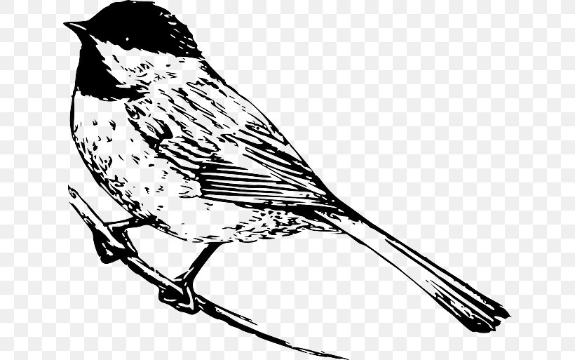 Colouring Pages Black-capped Chickadee Coloring Book Drawing, PNG, 640x513px, Colouring Pages, Artwork, Beak, Bird, Black And White Download Free