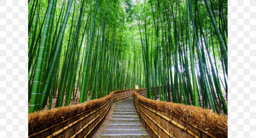 Arashiyama Bamboo Forest Stock Photography Royalty-free, PNG, 1228x662px, Arashiyama, Bamboo, Bamboo Forest, Depositphotos, Forest Download Free