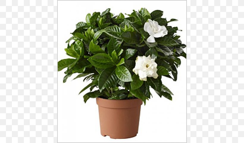 Cape Jasmine Houseplant Plants Flowerpot, PNG, 640x480px, Cape Jasmine, Begonia, Bonsai, Flower, Flowering Plant Download Free