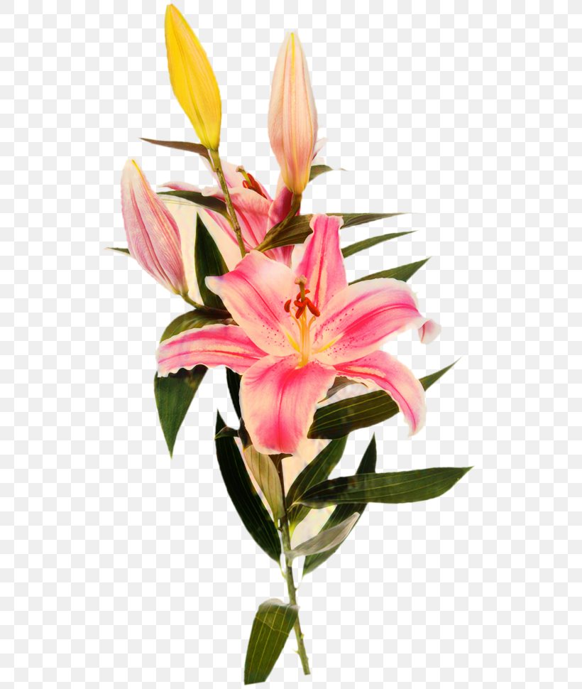Floristry Cut Flowers Plant Stem Petal Pink M, PNG, 529x970px, Floristry, Artificial Flower, Botany, Cut Flowers, Flower Download Free