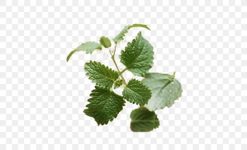 Lemon Balm Plant Photosynthesis, PNG, 500x500px, Lemon Balm, Designer, Green, Herb, Herbal Download Free