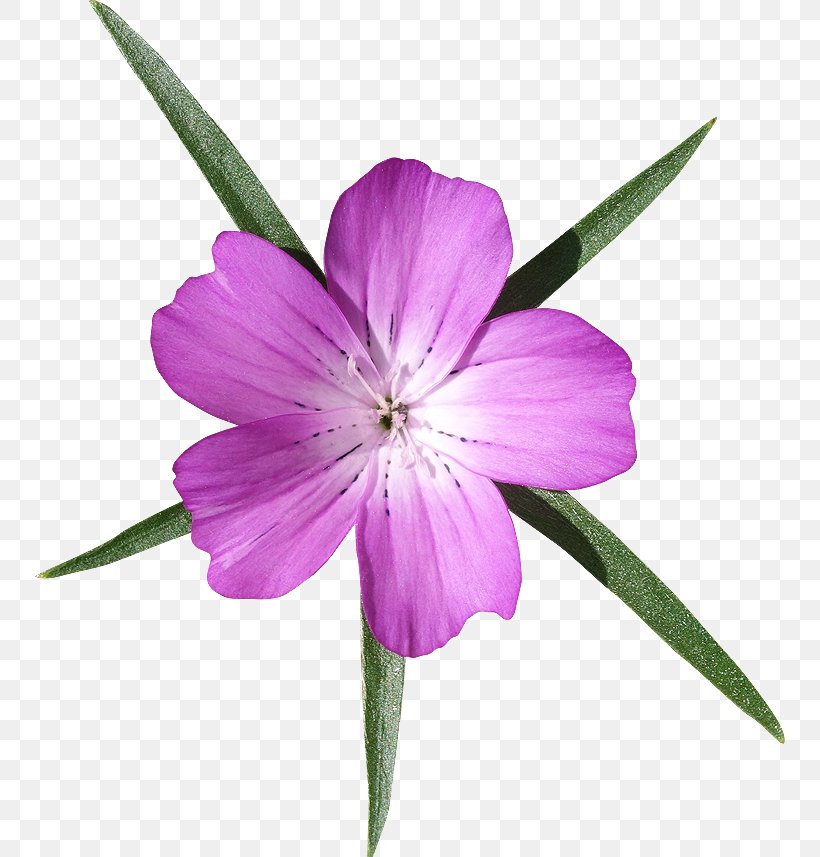 Petal Flower Good Plant Stem, PNG, 750x857px, Petal, Flora, Flower, Flowering Plant, God Download Free