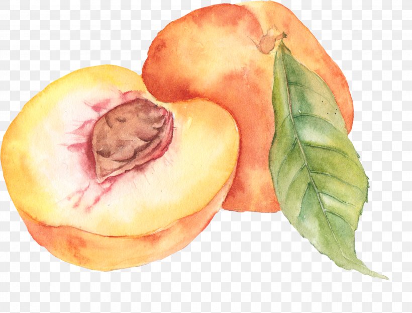 Watercolor Painting Peach Drawing, PNG, 2651x2013px, Watercolor Painting, Art, Art Museum, Diet Food, Drawing Download Free