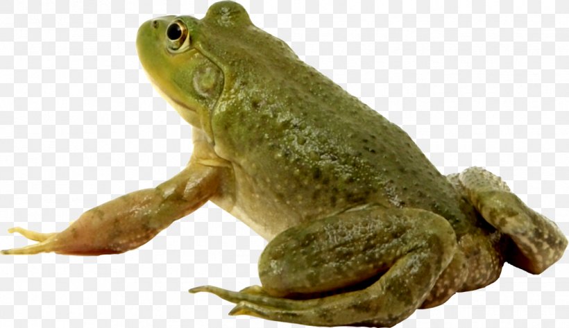 Amphibian American Bullfrog Toad, PNG, 1321x763px, Amphibian, American Bullfrog, Bullfrog, Crab, Drawing Download Free
