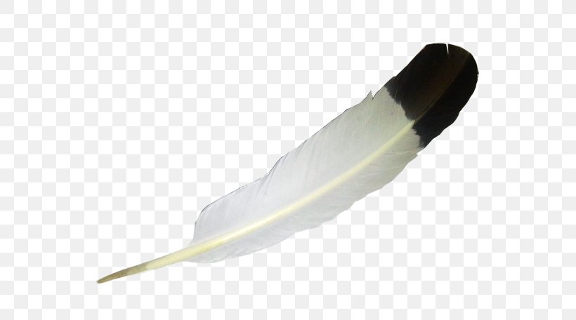 Bald Eagle Eagle Feather Law, PNG, 570x456px, Bald Eagle, Eagle, Eagle Feather Law, Feather, Flight Feather Download Free