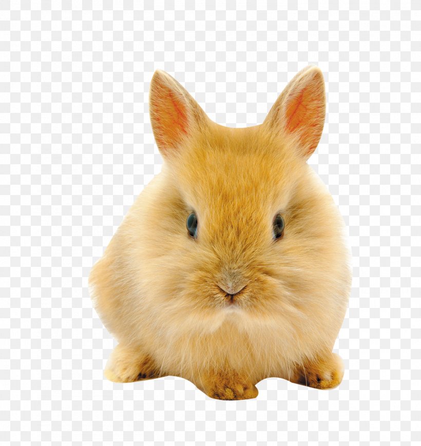 Easter Bunny Netherland Dwarf Rabbit High-definition Television Wallpaper, PNG, 1464x1553px, 4k Resolution, Easter Bunny, Cuteness, Display Resolution, Domestic Rabbit Download Free
