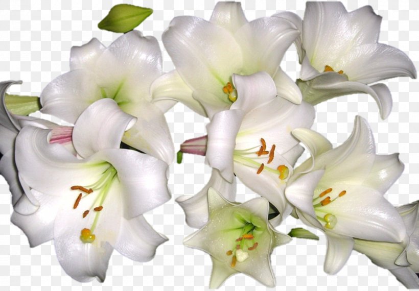 Lily Floral Design Cut Flowers Clip Art, PNG, 900x626px, Lily, Art, Cut Flowers, Floral Design, Floristry Download Free