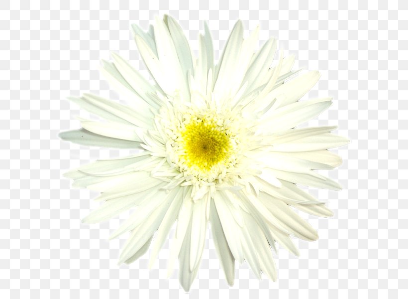 Oxeye Daisy Chrysanthemum Transvaal Daisy Daisy Family Marguerite Daisy, PNG, 600x600px, Oxeye Daisy, Annual Plant, Argyranthemum, Aster, Asterales Download Free