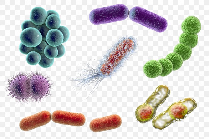 Stock Photography Bacteria Microorganism Coccus E. Coli, PNG, 998x666px