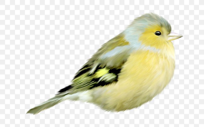 Bird American Sparrows Passerine, PNG, 800x512px, Bird, American Sparrows, Beak, Canary, Chickadee Download Free
