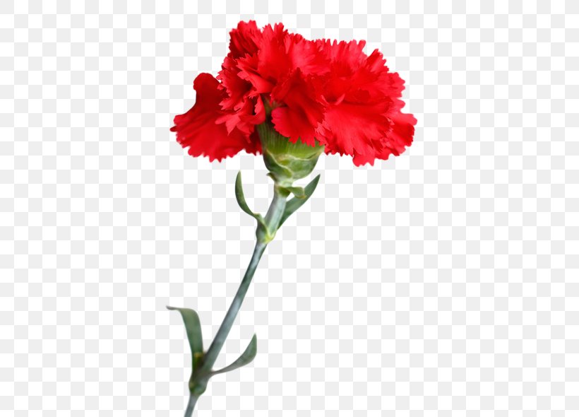 Carnation Cut Flowers Stock Photography Floral Design, PNG, 469x590px, Carnation, Annual Plant, Birth Flower, Caryophyllales, Cut Flowers Download Free