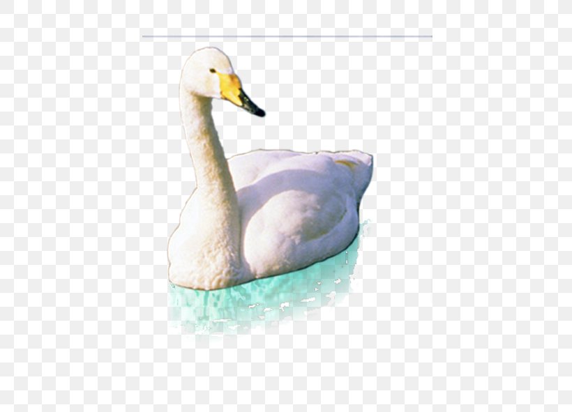 Cygnini Duck Pelican, PNG, 591x591px, Cygnini, Beak, Bird, Drawing, Duck Download Free