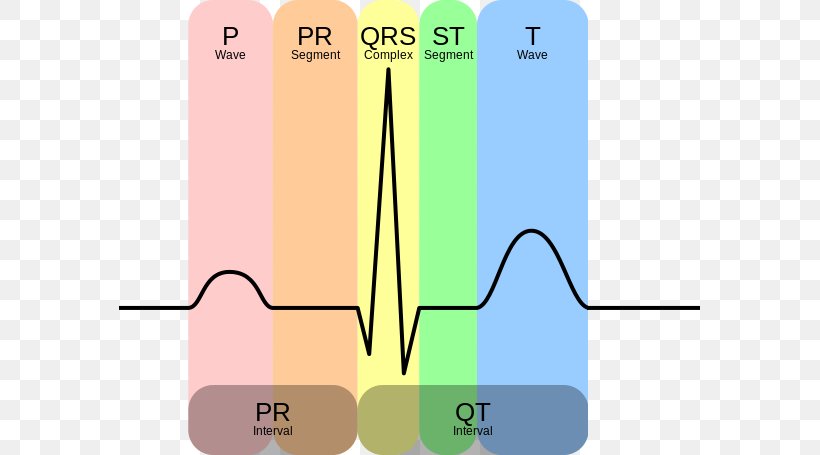 Electrocardiogram Sinusrytme QT Interval QRS Complex Heart, PNG, 581x455px, Watercolor, Cartoon, Flower, Frame, Heart Download Free