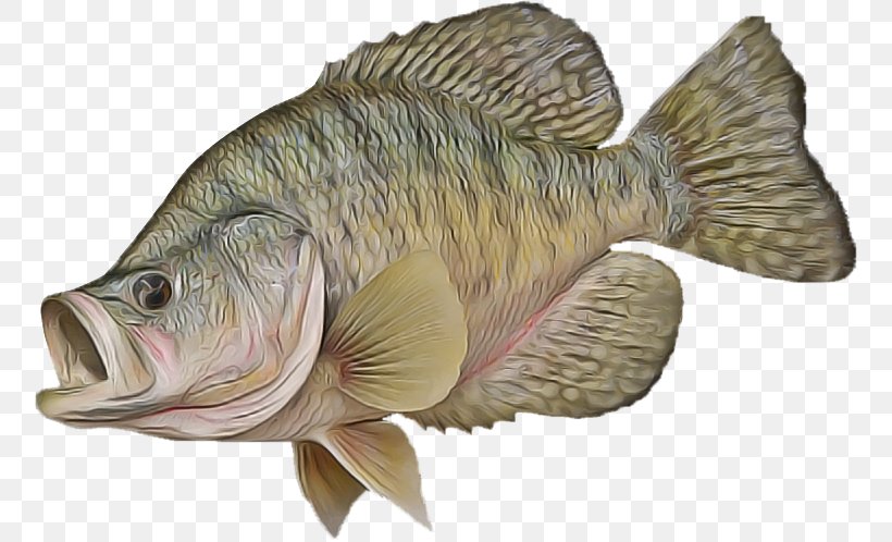 Fish Fish Carp Tilapia Bony-fish, PNG, 756x498px, Fish, Bonyfish, Carp, Rayfinned Fish, Tail Download Free